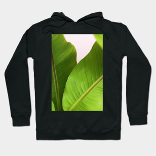 Foliage Hoodie